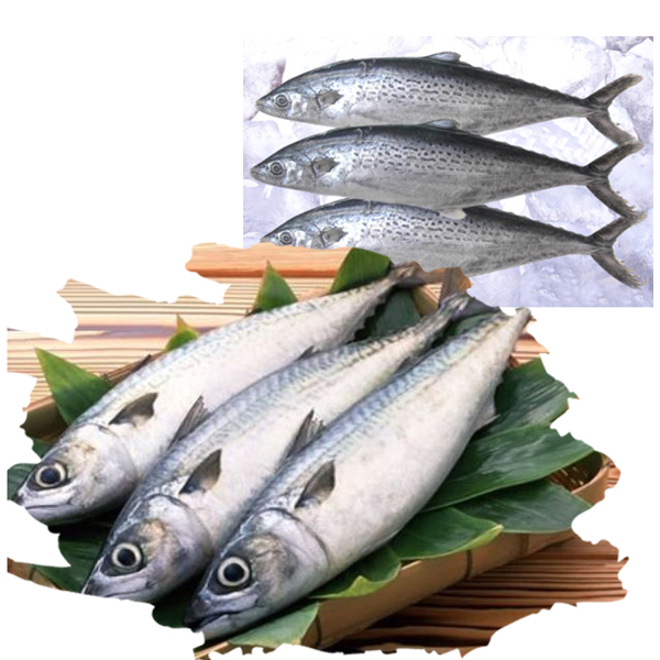 鲅魚(yú)（燕魚(yú)）